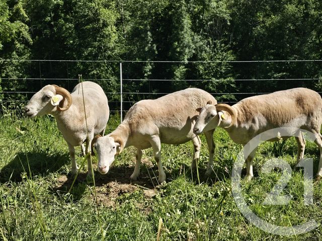 maison à vendre - 6 pièces - 203.67 m2 - PERE - 65 - MIDI-PYRENEES - Century 21 Gm Immobilier